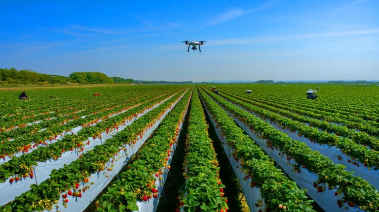 La Chine en état de choc agricole : avec 200 000 hectares de fraises, elle écrase la concurrence mondiale et laisse Paris loin derrière