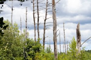 Plus étendue, la forêt française voit ses arbres mourir