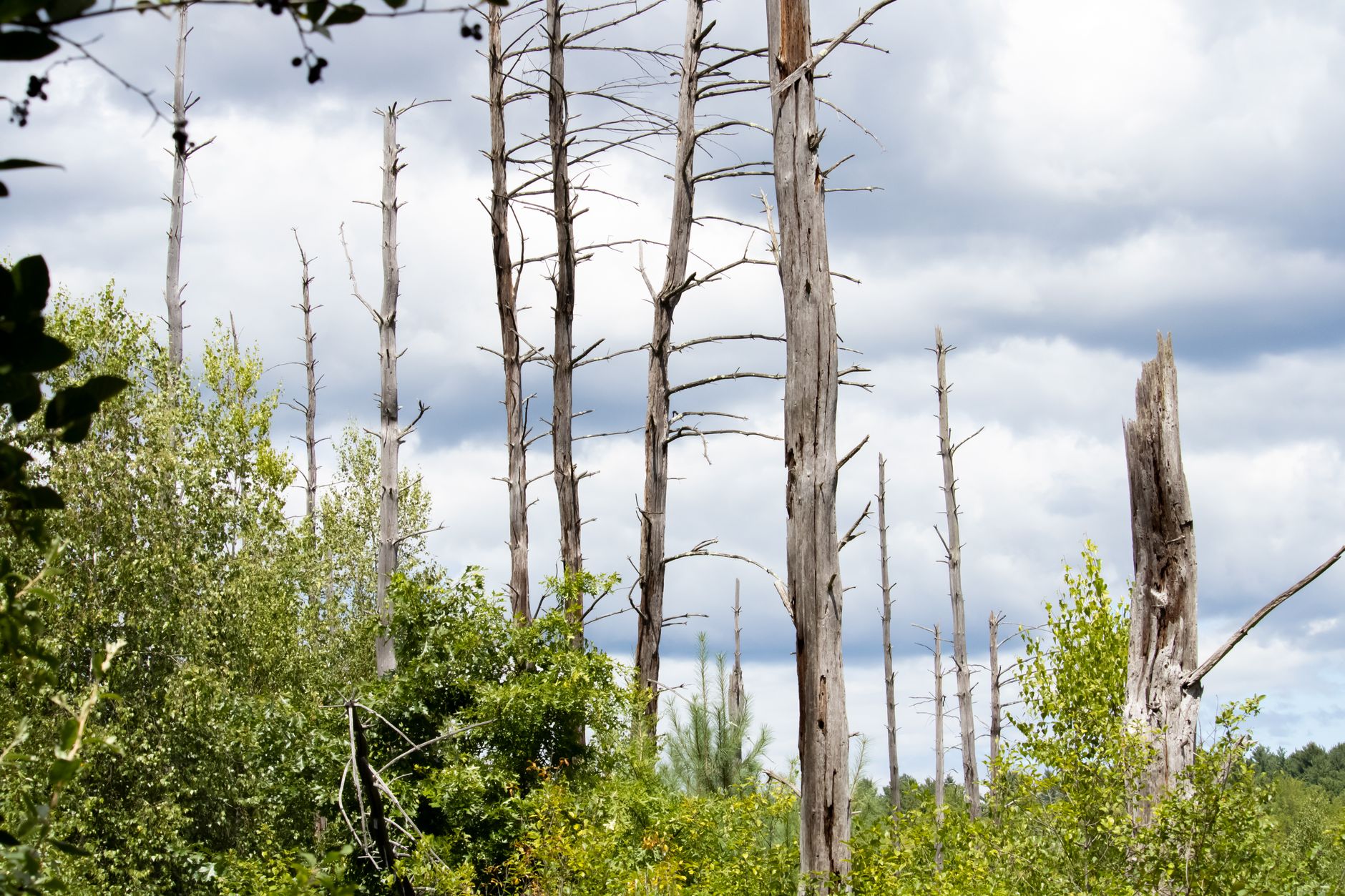 Plus étendue, la forêt française voit ses arbres mourir